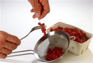 Stripping redcurrants from their stalks with a fork