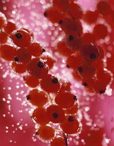 Sugared redcurrants against a red backdrop (close-up)