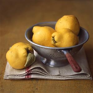 Fresh quinces in a colander