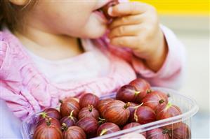 Child eating red gooseberries