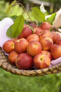 Hands holding basket of fresh nectarines and leaves