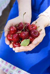 Hands holding fresh cherries