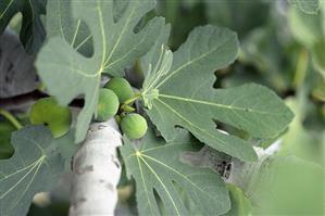 Figs on the tree