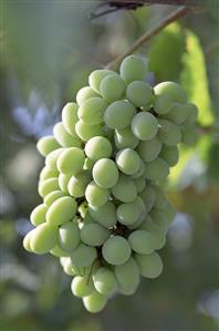 Green grapes on the vine