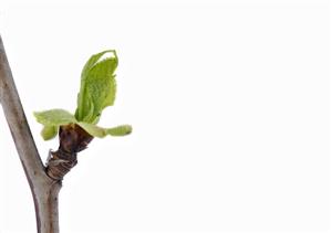 Bud on a cherry branch