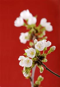 Cherry blossom branches