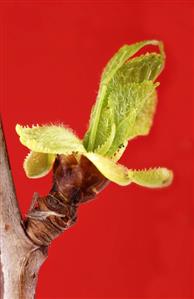 Bud on a cherry branch