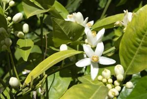 Orange blossom on the tree