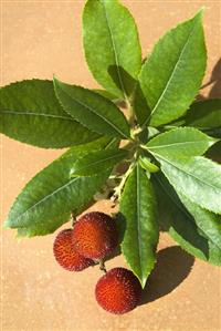 Lychees with leaves