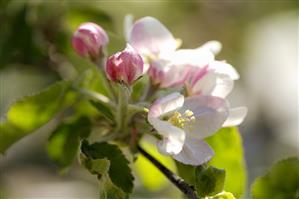 Apple blossom, variety Jonathan (close-up)