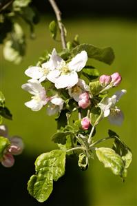 Apple blossom on the branch (variety Jonathan)