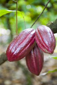 Cacao fruits on branch