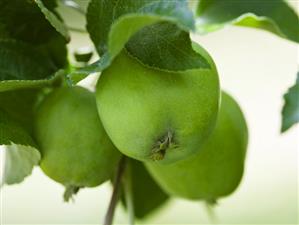 Green apples on the branch