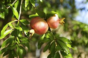 Pomegranates on the tree