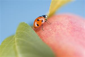 Ladybird on apple with leaves