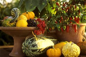 Autumnal still life with ornamental gourds, peppers & berries