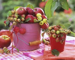 Apples and crab apples in small buckets