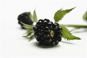 Blackberry with stalk