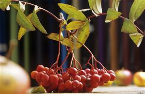 A cluster of rowan berries (Mountain ash)