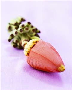 A banana flower on purple background