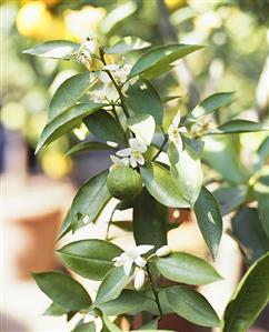 A lime and blossom on the tree