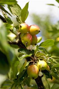 Crab-apples on the tree