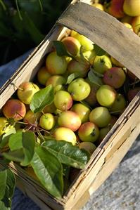 Crab-apples in basket