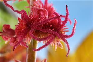 Ricinus plant