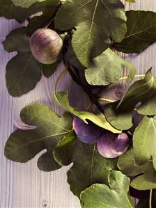 Fresh figs on a branch