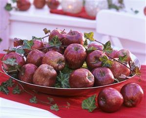 Several red apples (Malus) with ivy in a dish