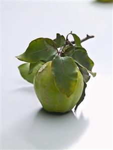 An apple with twig and leaves