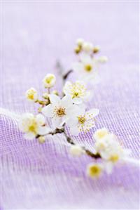 A spray of plum blossom