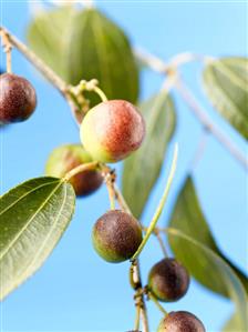 Jujube (Chinese date) on twig with leaves