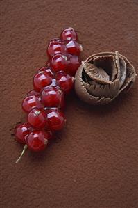 Chocolate and redcurrants on cocoa powder