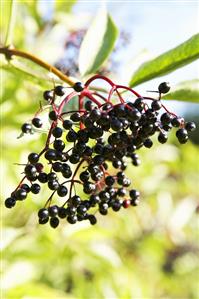 Elderberries on the bush