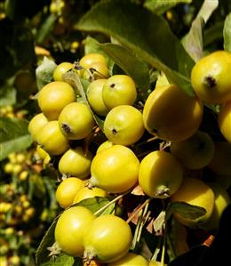 Crab apples on the tree