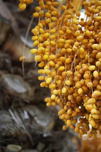 Dates on the palm