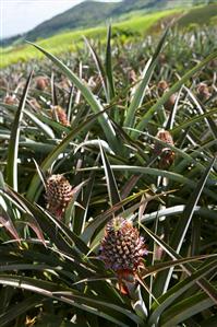 Pineapple field