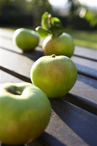 'Bramley' apples (cooking apples, UK) out of doors