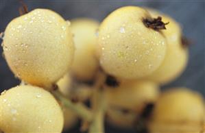 Loquats on the branch