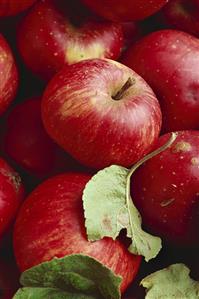 Apples, variety 'Holzapfel'