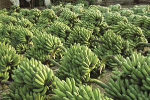 Bunches of harvested bananas at a market in India