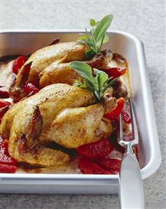 Poussins in sour cream with blood oranges