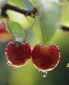 Pair of cherries with drops of water