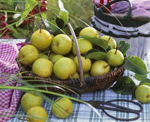 Nashi pears