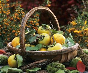 Basket of apple quinces & leaves with moss & bark outdoors