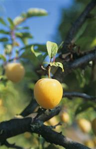 Yellow plums on the tree