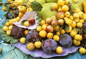 Crab apples, plums and cooking apples out of doors