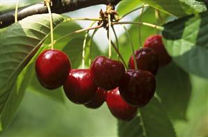 Ripe cherries on the tree