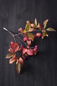 Spindle fruits on twig (Euonymus europaeus)